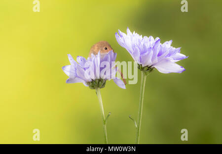 Sur la souris un chrysanthème lilas en s tudio création Banque D'Images