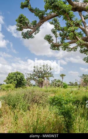 Les baobabs d'Afrique entre dans la longue herbe contre ciel nuageux ciel bleu sur terrain dans les régions rurales du Sénégal, de l'Afrique. Banque D'Images