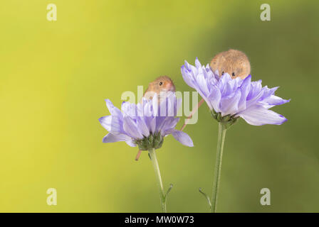 Sur la souris un chrysanthème lilas en s tudio création Banque D'Images