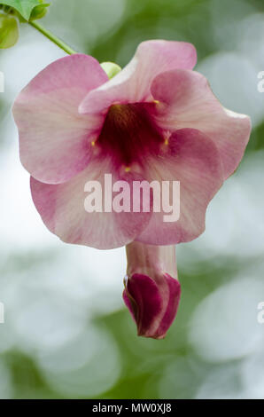 Libre de rose fleur tropicale développe à côtes du Sénégal, l'Afrique. Banque D'Images