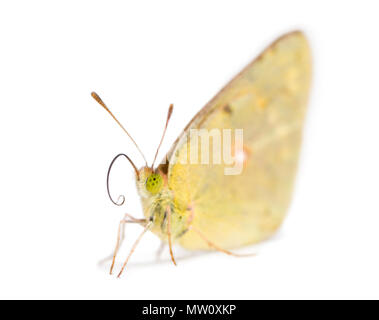 Soufre assombri atterrit sur le sol, Colias philodice, isolated on white Banque D'Images