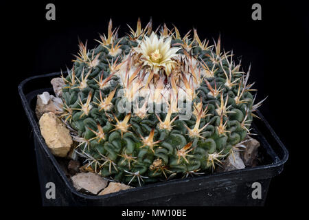 Cactus Echinofossulocactus avec flower isolated on Black Banque D'Images