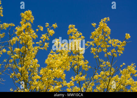 Fleurs Palo Verde contre le ciel bleu Banque D'Images