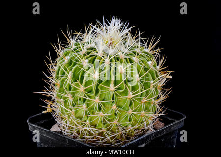 Fleur de cactus Echinofossulocactus avec Shinshowa isolé sur noir. Banque D'Images