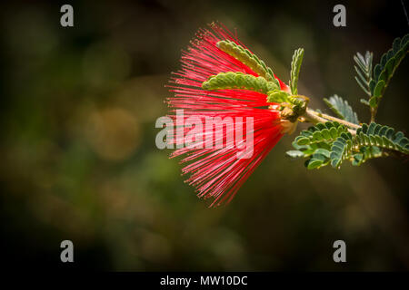 Baja rouge Fleur Fairy Duster Banque D'Images