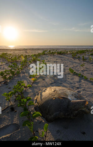 Turtle shell portant sur plage vide pendant beau coucher du soleil dans la Casamance, Sénégal, Afrique. Banque D'Images