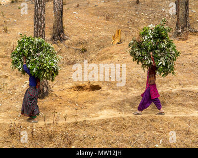 Womans Indiens transportant des aliments pour bétail sur leurs têtes sur la route forestière près de Kala Agar Kumaon Hills village, Banque D'Images