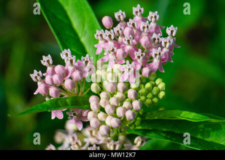 Fleurs Printemps rose de l'Asclépiade incarnate Asclepias incarnata (Fleurs) Banque D'Images