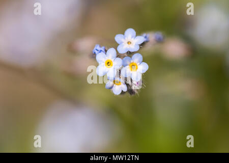 Un gros plan de forget-me-not (Myosotis) fleurs Banque D'Images
