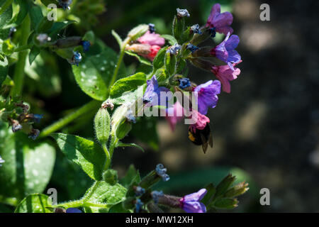 Une abeille les fleurs d'une Pulmonaria officinalis Banque D'Images