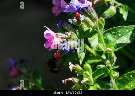 Une abeille les fleurs d'une Pulmonaria officinalis Banque D'Images