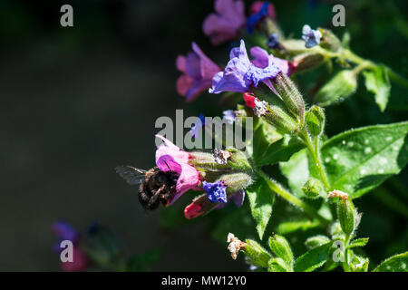 Une abeille les fleurs d'une Pulmonaria officinalis Banque D'Images