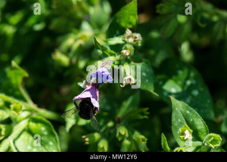 Une abeille les fleurs d'une Pulmonaria officinalis Banque D'Images