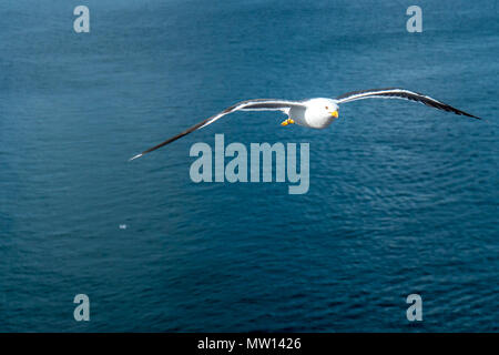 Seagull flying closeup Banque D'Images