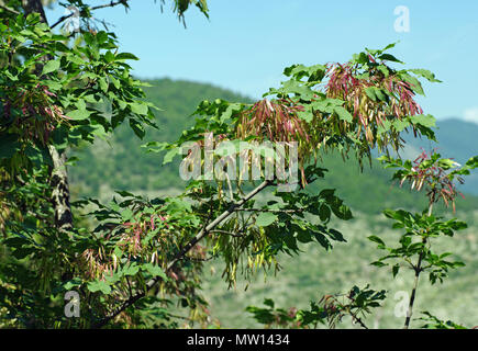 Fraxinus ornus, la manne de frêne ou de l'orne, avec des fruits (Samara), la famille Oleaceae Banque D'Images