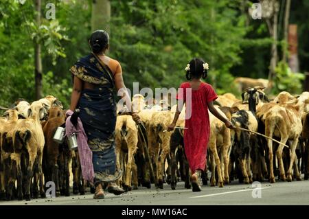 Affaires Indiennes et Indiens en vêtements traditionnels enfant garder un troupeau de chèvres sur une route dans le sud de l'Inde, le Kerala Banque D'Images