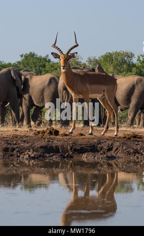 Impala au Botswana waterhole Banque D'Images