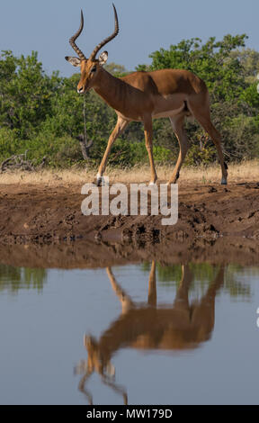 Impala au Botswana waterhole Banque D'Images