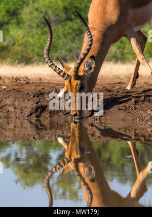 Impala au Botswana waterhole Banque D'Images