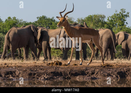 Impala au Botswana waterhole Banque D'Images