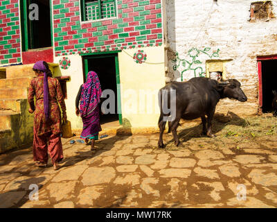 Femme indienne echelle son buffle dans la chaleur du jour à Sanouli Kumaon Hills Village,, Uttarakhand, Inde Banque D'Images