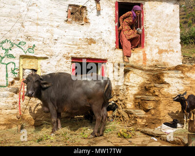 Femme indienne echelle son buffle dans la chaleur du jour à Sanouli Kumaon Hills Village,, Uttarakhand, Inde Banque D'Images