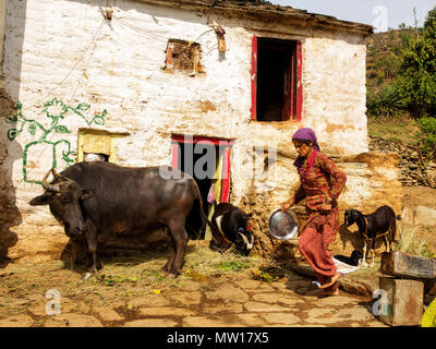 Femme indienne echelle son buffle dans la chaleur du jour à Sanouli Kumaon Hills Village,, Uttarakhand, Inde Banque D'Images