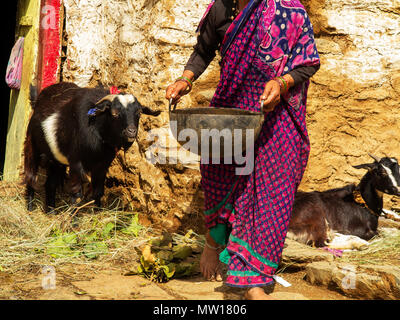 Femme indienne echelle son buffle dans la chaleur du jour à Sanouli Kumaon Hills Village,, Uttarakhand, Inde Banque D'Images