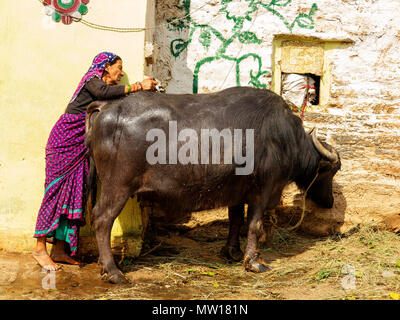 Femme indienne echelle son buffle dans la chaleur du jour à Sanouli Kumaon Hills Village,, Uttarakhand, Inde Banque D'Images