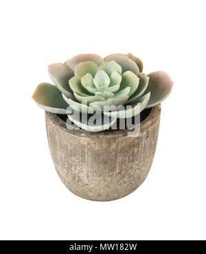 Plante d'intérieur bleu-vert succulent echeveria en pot en céramique isolé sur fond blanc Banque D'Images