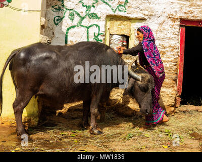 Femme indienne echelle son buffle dans la chaleur du jour à Sanouli Kumaon Hills Village,, Uttarakhand, Inde Banque D'Images