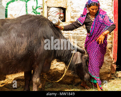 Femme indienne echelle son buffle dans la chaleur du jour à Sanouli Kumaon Hills Village,, Uttarakhand, Inde Banque D'Images