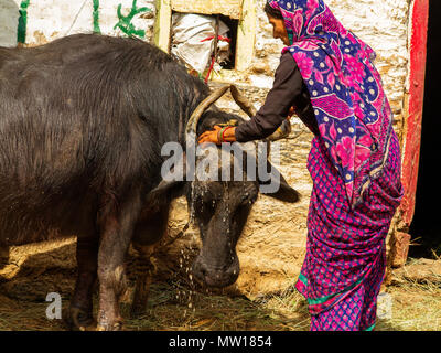 Femme indienne echelle son buffle dans la chaleur du jour à Sanouli Kumaon Hills Village,, Uttarakhand, Inde Banque D'Images