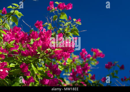 Bougainvillea dans un jardin près de Gaios, Paxos Banque D'Images