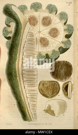 . Illustration d'un fruit de Telfairia pedata . 1827. Samuel Curtis, William Jackson Hooker (1785-1865) 589 Telfairia pedata fruits Banque D'Images