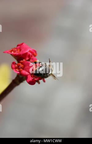 L'abeille la collecte de nectar de fleur magnifique, Tenerife Sud. La vie des insectes dans le secteur de l'île. Une journée ensoleillée, un vaccin, une abeille, un moment Banque D'Images