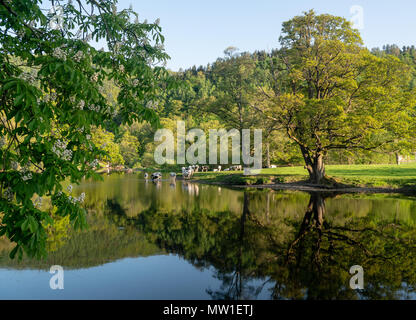 Vaches dans la rivière Dee à l'extérieur du pays de Galles Llangollen Banque D'Images