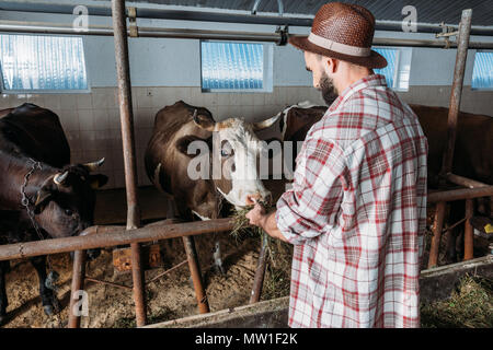 Homme barbu alimentation agriculteur les vaches avec du foin dans stall Banque D'Images