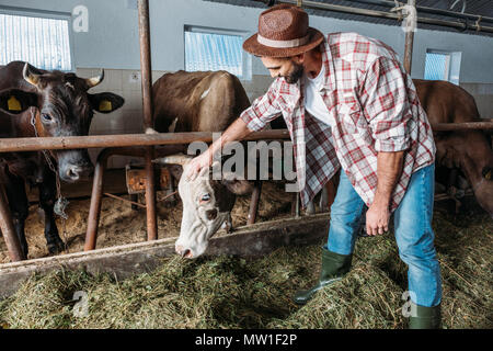 Homme barbu alimentation agriculteur les vaches avec du foin dans stall Banque D'Images