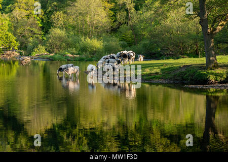 Vaches dans la rivière Dee à l'extérieur du pays de Galles Llangollen Banque D'Images