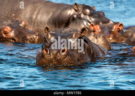 Hippopotame (Hippopotamus amphibius) dans l'eau, le Parc National de Chobe, au Botswana Banque D'Images