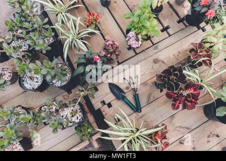 Vue de dessus de la truelle à main de râteau et parmi les fleurs et plantes disposées sur la surface en bois Banque D'Images