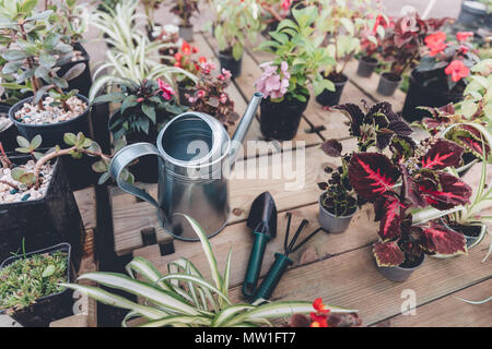 Vue rapprochée d'arrosoir, truelle à la main, part le râteau et organisé divers plantes sur la surface en bois Banque D'Images