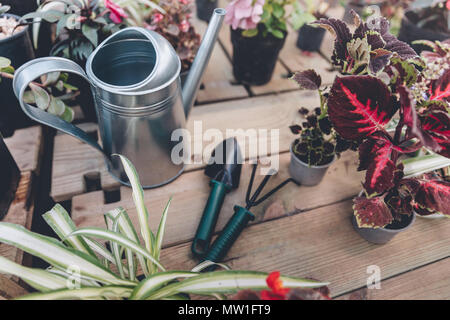 Vue rapprochée d'arrosoir, truelle à la main, part le râteau et organisé divers plantes sur la surface en bois Banque D'Images