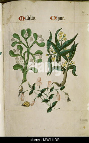 . Le modèle Tudor Livre. Bodleian Library, MS. Ashmole 1504 . Entre 1520 et 1530 circa circa. 601 l'inconnu modèle Tudor book MS. Ashmole 1504 42 Banque D'Images