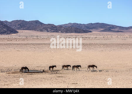 Les Chevaux du désert, Aus, Namibie, Afrique du Sud Banque D'Images