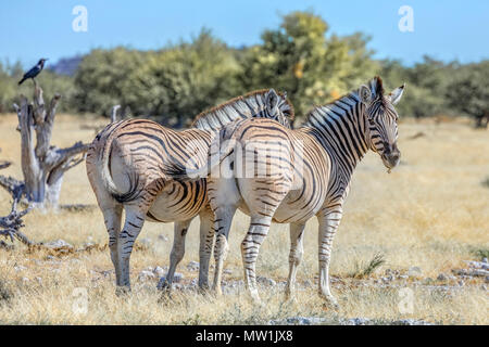 Parc National d'Etosha, Namibie, Afrique Banque D'Images