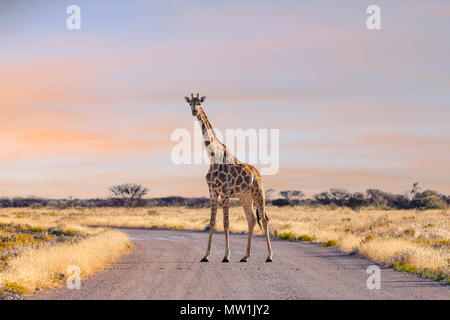 Parc National d'Etosha, Namibie, Afrique Banque D'Images