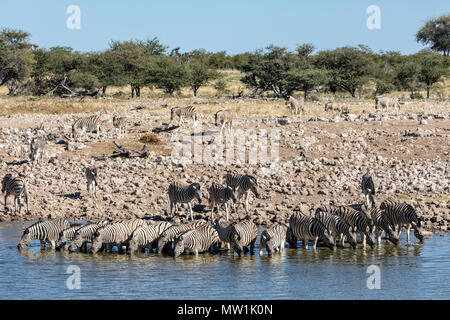 Parc National d'Etosha, Namibie, Afrique Banque D'Images