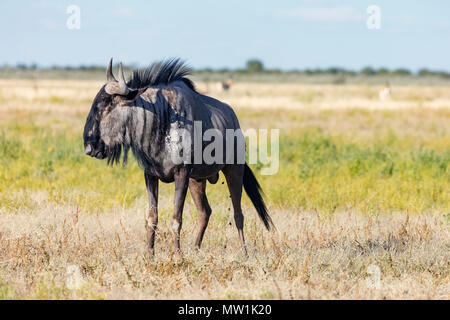 Parc National d'Etosha, Namibie, Afrique Banque D'Images